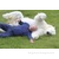 Pet beds Pet Mat Pet Cushion - Puppy animals Artificial grass